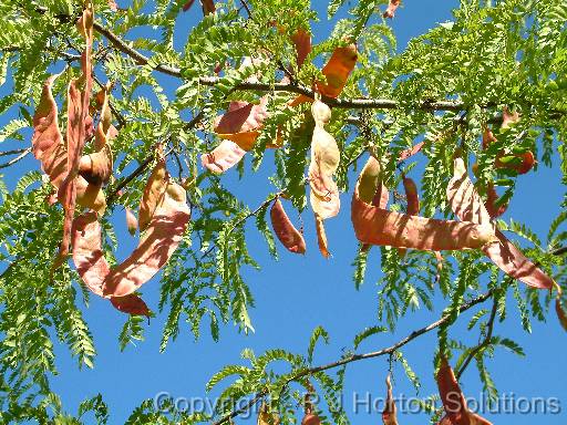 Gleditsia pods 